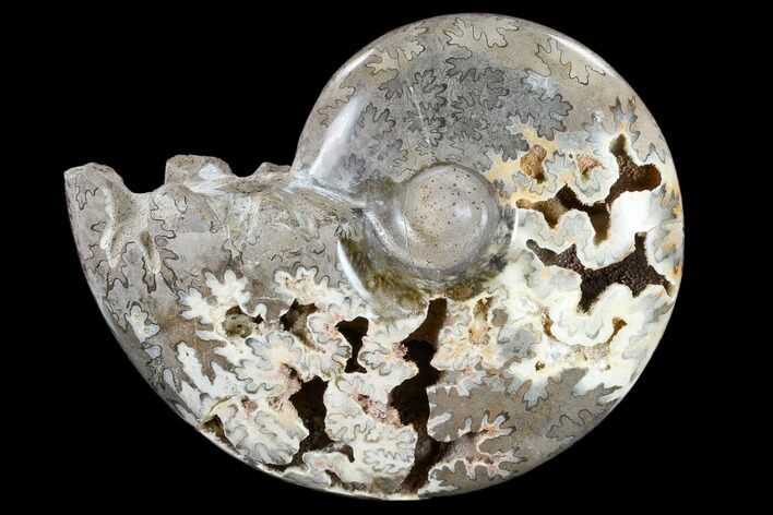 Polished Cretaceous Ammonite Fossil - Khenifra, Morocco #116679